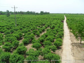 河北綠化苗木金銀花樹價格綠化樹苗金銀花樹批發(fā)圖片 高清圖 細(xì)節(jié)圖 河北省巨鹿縣巨翔金銀花苗木推廣中心,金銀花樹苗價格,金銀花盆景樹,四季樹形金銀花 Hc360慧聰網(wǎng)