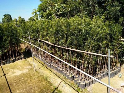 【羅漢松培養基地、羅漢松小苗直銷、質優價廉】綠化苗木,價格,廠家,供應商,花木,龍海市東泗興輝園藝場 - 產品庫