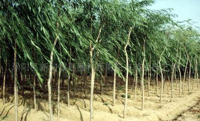 【法桐、櫻花、桂花、龍柏、垂柳--綠化苗木!】價格_廠家_圖片 -