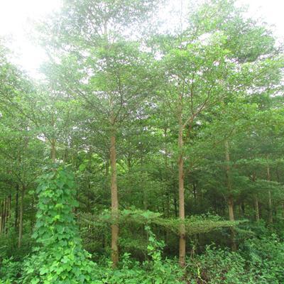 【急 急 急 8000棵步步高(發(fā)財樹)風景樹急需銷售】批發(fā),供應,價格,廠家,雙魚和玉-中國惠農(nóng)網(wǎng)