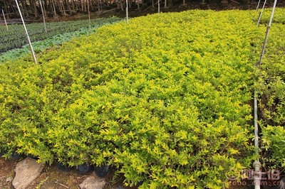 【黃金葉種植基地、基地直銷、質(zhì)優(yōu)價廉】綠化苗木,價格,廠家,供應商,花木,龍海市東泗興輝園藝場 - 產(chǎn)品庫
