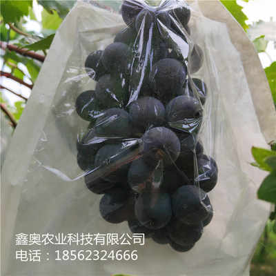公司報價 黑芭拉蒂葡萄樹苗品種豐富 鑫奧農(nóng)業(yè) 歡迎你