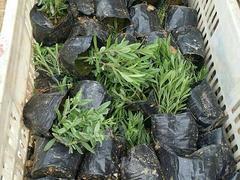 專業種植熏衣草--濰坊品質好的熏衣草&middot;廠家直銷圖片|專業種植熏衣草--濰坊品質好的熏衣草&middot;廠家直銷產品圖片由青州市洺瑜花卉苗木家庭農場公司生產提供-