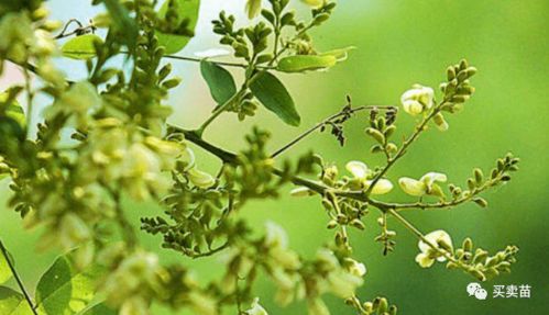 未來(lái)幾年,種植什么苗木比較賺錢(qián)