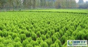 苗木-花木、柏球、花柏球、蜀檜球、大葉黃楊_農副產品_世界工廠網中國產品信息庫