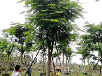 圖 園林綠化工程 綠地草坪養(yǎng)護,花卉租擺 花木苗木種植 批發(fā)等 廣州鮮花綠植