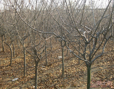 泰安青聯(lián)苗木 專業(yè)供應(yīng)優(yōu)質(zhì)垂絲海棠，打造高性價(jià)比綠化方案