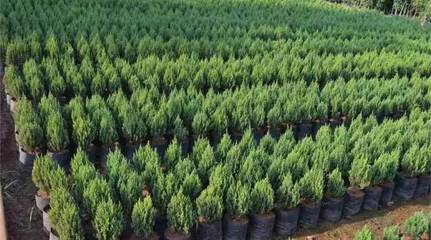 從苗木庫(kù)存到花卉種植 行業(yè)漫談中的挑戰(zhàn)與機(jī)遇