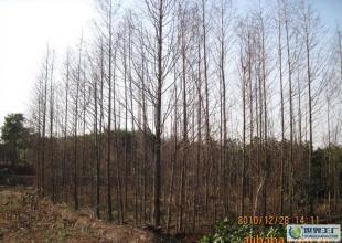 合肥優(yōu)質(zhì)水杉苗木供應(yīng)，綠化工程優(yōu)選，規(guī)格齊全直達(dá)世界工廠網(wǎng)