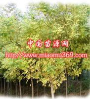 陜西金枝國(guó)槐苗木供應(yīng)、采購(gòu)與行情解析