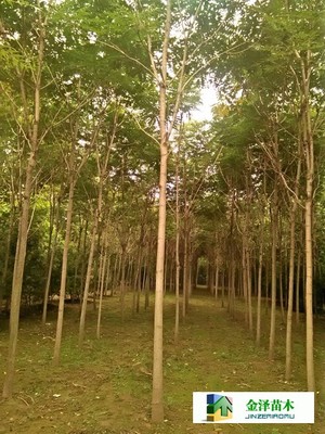 千頭椿苗木的南北種植熱土 遼寧、山西、山東及河北保定博野金澤基地