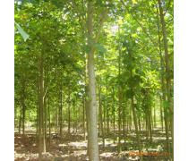 軒都苗木基地直銷優(yōu)質(zhì)馬褂木（鵝掌楸）樹(shù)苗，量大優(yōu)惠，綠化優(yōu)選