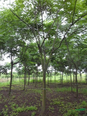 浙江省嵊州市常來客苗木園 花卉種植的綠色生態典范