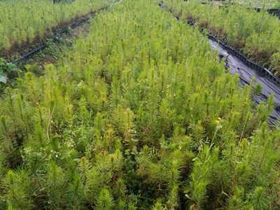 忻城苗木栽培正當時，林業產業鋪就脫貧致富路