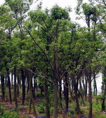紅果冬青供應與綠化工程服務 蕭山寧圍苗木直銷商鋪的專業之道