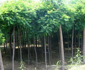 8公分香花槐苗木供應(yīng)指南 價格行情與優(yōu)質(zhì)廠家推薦